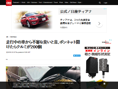 ボンネット クルミ リスに関連した画像-02