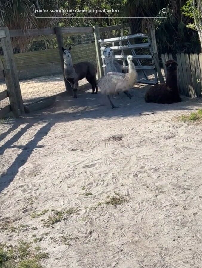 ���� ���ߥ塼 �����祦 �Ҷ� �ɤ������ä� ���ݤ˴�Ϣ��������-03