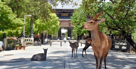 奈良公園　シカ　ミスト　占拠に関連した画像-01