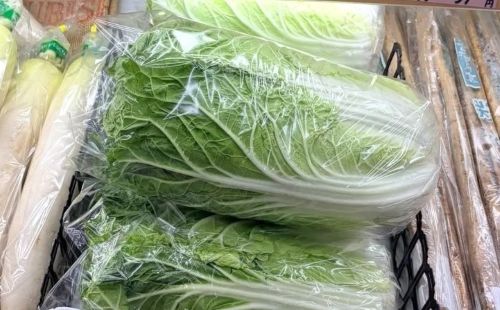 白菜　ハクサイ　1000円　悪天候 収穫に関連した画像-01