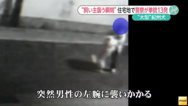 警官が犬に13発発砲した事件 犬が飼い主に襲いかかる瞬間の防犯カメラ映像公開 オレ的ゲーム速報 刃