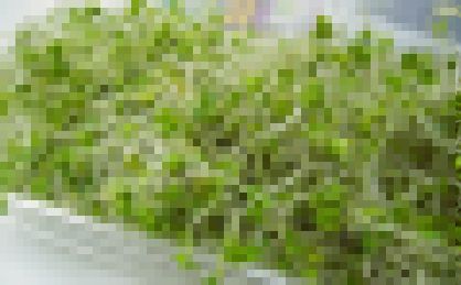 スーパースプラウト ブロッコリー モヤシに関連した画像-01