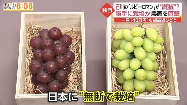 韓国 シャインマスカット パクリ 品種登録に関連した画像-01