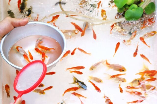 金魚すくい 関西外国語大学 合格に関連した画像-01