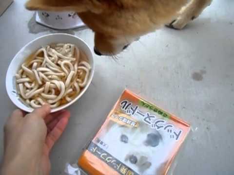 さすが うどん県には なんと犬が食べる専用のうどんフード ドッグヌードル が普通に売ってるぞｗｗｗｗｗｗ オレ的ゲーム速報 刃
