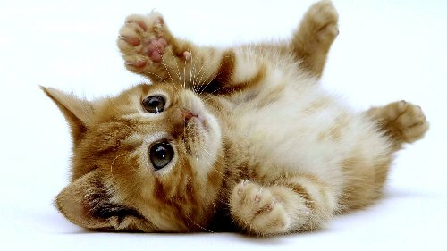 ほっこり】 よく遊びに来ていた猫にある日首輪がついていたので手紙を