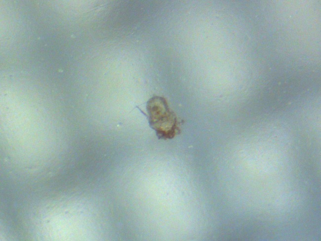 大久保奈弥 生物学者 アベノマスク 顕微鏡に関連した画像-03