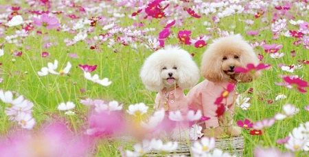 犬 インスタ 写真 ツイッター 炎上 花畑 立入禁止に関連した画像-01