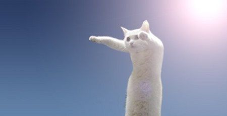 のびーるたん 猫 現在 寿命 長いに関連した画像-01
