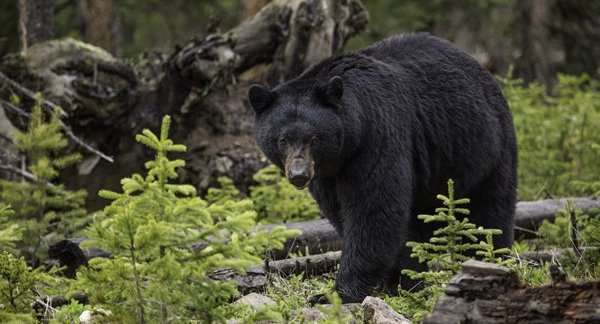 ヒグマに背骨を折られ一ヶ月巣穴に生き埋めにされた男性が発見される 奇跡的に生きてるけど のよう オレ的ゲーム速報 刃