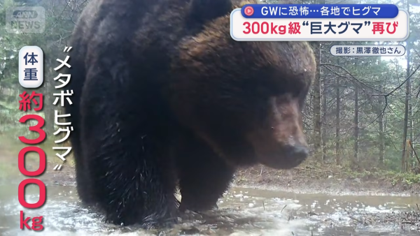 ヒグマ 北海道 クマ出没 ネットの反応 猟友会 共存 興部町 怪物 画像 動画に関連した画像-05