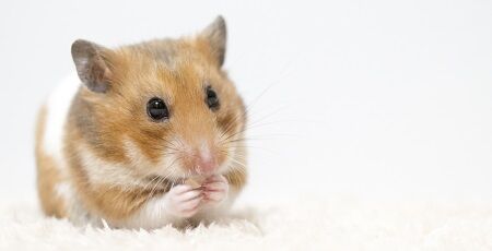 ハムスター　突然変異　モンスター　遺伝子に関連した画像-01