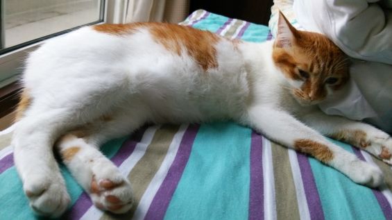 d-neko39281_127