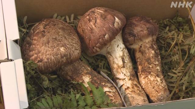 マツタケ 松茸 絶滅危惧種に関連した画像-01