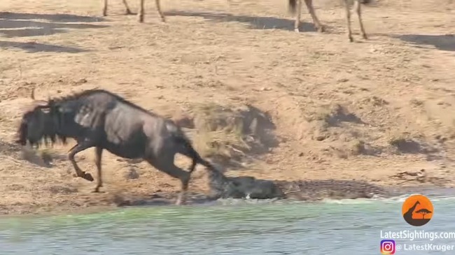 ヌーがワニに噛みつかれ水の中に引きずり込まれるもカバが突進してヌーを救助 カバ強すぎワロタwww オレ的ゲーム速報 刃 ヌーがワニに噛みつかれ水の中に引きずり込まれるもカバが突進してヌーを救助 カバ強すぎワロタwww オレ的ゲーム速報 刃