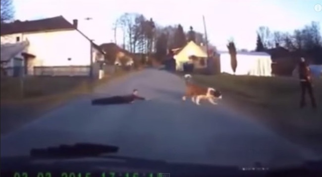 犬 動画に関連した画像-07