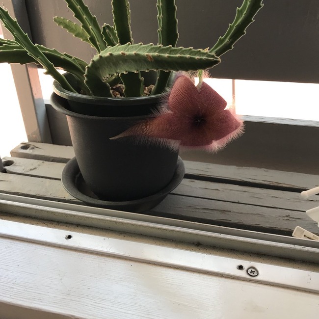 サボテン オオバナサイカク 腐肉植物に関連した画像-03