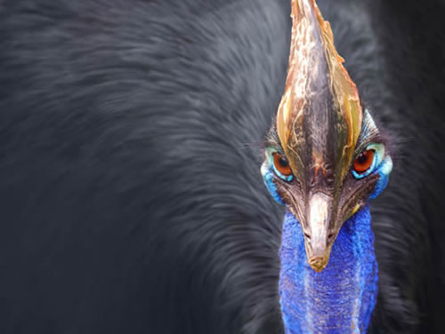 world-most-dangerous-bird-cassowary01