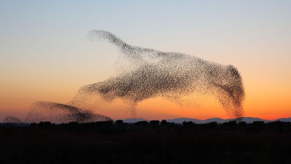 メキシコ 鳥 キガシラムクドリモドキ 大群 急降下 大量死に関連した画像-01