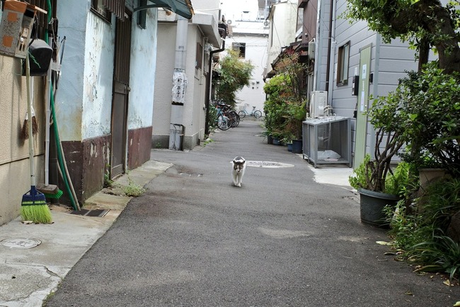 西成 路地 猫 道案内 神社 松乃木大明神 猫塚 三味線 供養に関連した画像-01