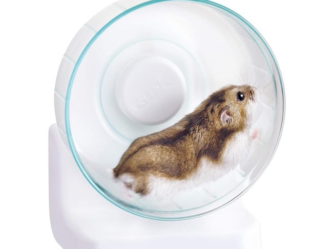 ハムスター　回し車　野生　ネズミ　なめくじに関連した画像-01