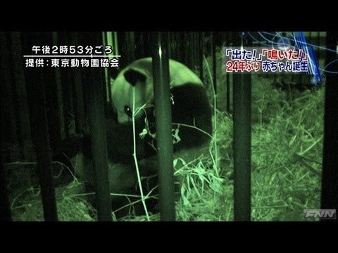 デスブログ 東原亜希 パンダでも育児放棄するんだと思うとちょっと励まされるよね 翌日ジャイアントパンダの赤ちゃんが死亡 オレ的ゲーム速報 刃 デスブログ 東原亜希 パンダでも育児放棄するんだと思うとちょっと励まされるよね 翌日ジャイアントパンダの赤ちゃんが死亡 オレ的ゲーム速報 刃