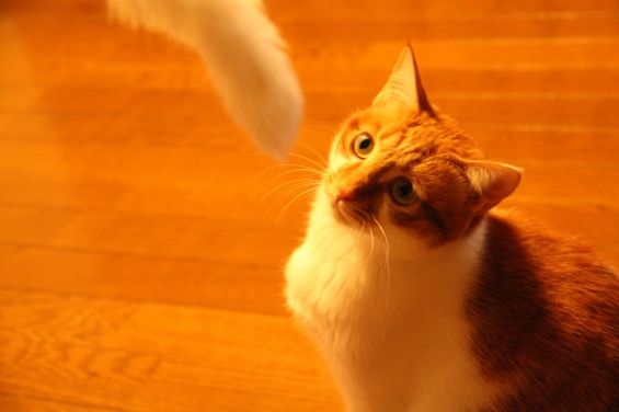 d-neko39281_197