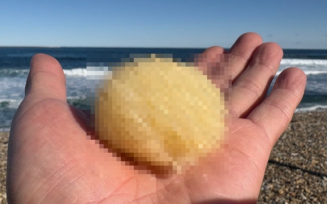 X民 海 謎の物体 卵に関連した画像-01