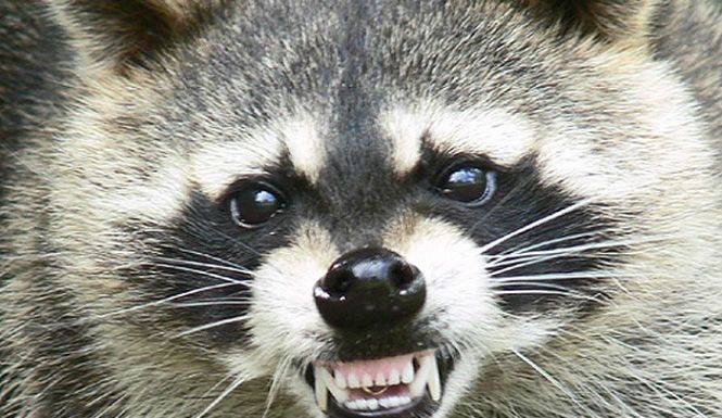 赤坂で捕獲したアライグマを殺処分するな 外来生物だし防疫は遊びじゃない 八方塞がりの現実を突きつけるツイートが話題に オレ的ゲーム速報 刃