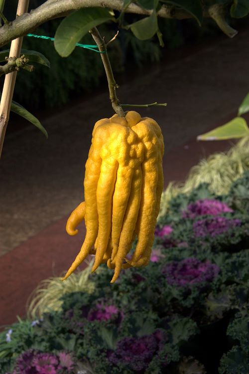 ݦݨ������ʩ�괻���֥å��奫�󡡲����ڱࡡ��ʪ���ե롼�ġ��۷���������˴�Ϣ��������-02