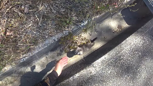 渥美拓馬 YouTuber 釣り 猫 子猫 保護 捨て猫 迷子 動画 再生数に関連した画像-09