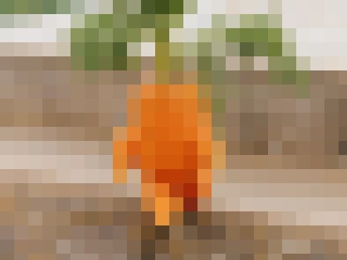 農家 ニンジン 収穫に関連した画像-01