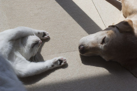 犬と猫は暑い時どういった行動をとるのか 犬は涼しい場所に移動するが猫はまさかの 優先wwwww オレ的ゲーム速報 刃 犬と猫は暑い時どういった行動をとるのか 犬は涼しい場所に移動するが猫はまさかの 優先wwwww オレ的ゲーム速報 刃