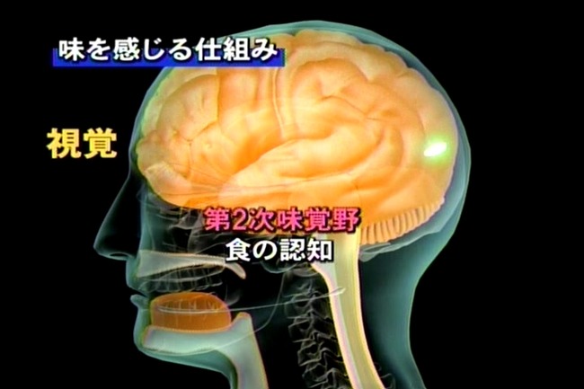 男性脳 女性脳 色覚 味覚 問題 判別に関連した画像-01