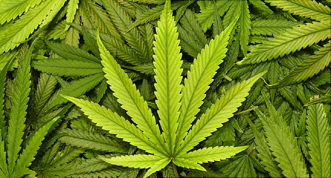大麻 医療 合法 話題 厚労省に関連した画像-01