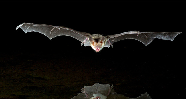 アメリカ バットマン 上映中 客 コウモリ イタズラ パニックに関連した画像-01