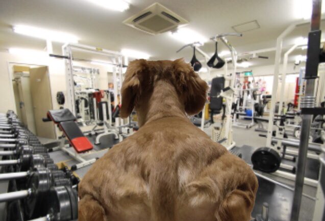 うちの犬の写真を撮ったら 肩幅がすごいムキムキの人みたいになった パシャッ 38万いいね越えwwwwwww Toutanのblog速報ネタ うちの犬の写真を撮ったら 肩幅がすごいムキムキの人みたいになった パシャッ 38万いいね越えwwwwwww Toutanのblog速報ネタ