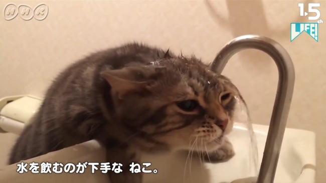 猫の癒し動画を ムロツヨシ さんで再現するという謎の動画をnhkが作成wwwwwww オレ的ゲーム速報 刃 猫の癒し動画を ムロツヨシ さんで再現するという謎の動画をnhkが作成wwwwwww オレ的ゲーム速報 刃