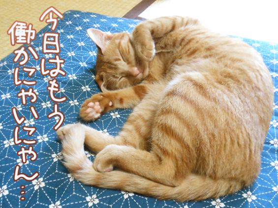 d-neko37304_6