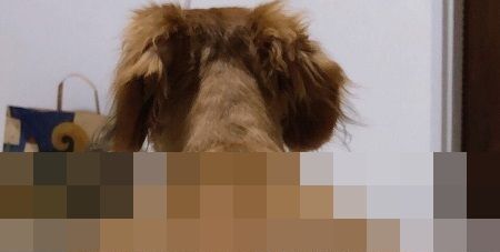 犬 肩幅 ムキムキ 写真 錯覚に関連した画像-01