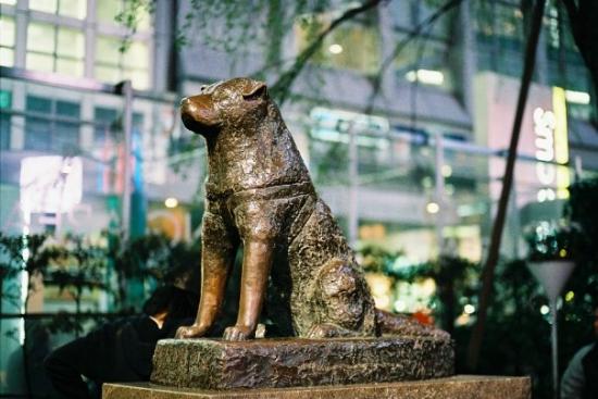 hachiko