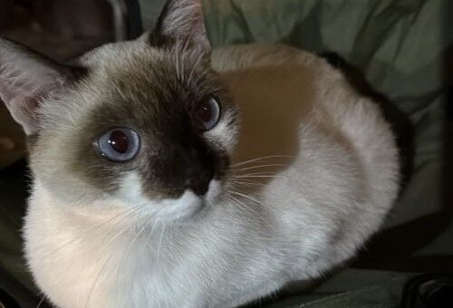 猫　野良　迷子　行方不明　保護に関連した画像-01