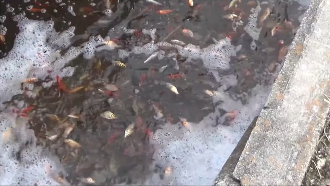 これは酷い 養殖業者が用水路に金魚を大量投棄 ネットでは アホが 胸糞悪い と怒りの声続出 オレ的ゲーム速報 刃 これは酷い 養殖業者が用水路に金魚を大量投棄 ネットでは アホが 胸糞悪い と怒りの声続出 オレ的ゲーム速報 刃