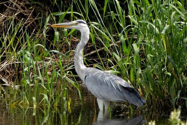 ベトナム　ベトナム人　鳥獣保護法違反　アオサギ　実習生に関連した画像-01