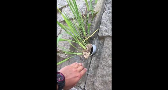 排水管　草　抜く　中身　長い　スッキリ　根　気持ちいい　雑草に関連した画像-01