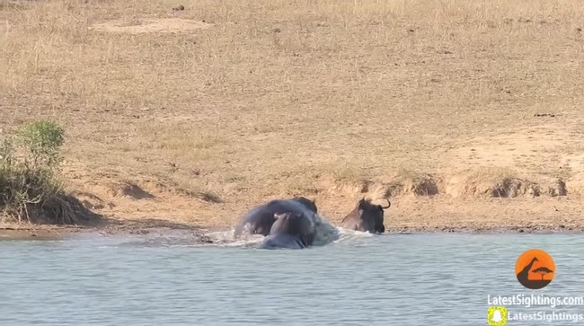 ヌーがワニに噛みつかれ水の中に引きずり込まれるもカバが突進してヌーを救助 カバ強すぎワロタｗｗｗ オレ的ゲーム速報 刃