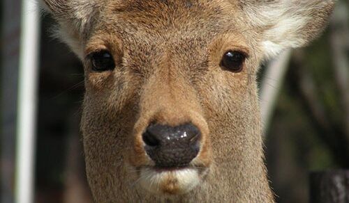 奈良公園 入れ墨 刺青 タトゥー 半グレ ヤクザ 取締 私人逮捕 中国人 へずまりゅうに関連した画像-01