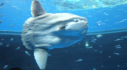 悲報 海の癒やし マンボウ が絶滅危惧種に指定される オレ的ゲーム速報 刃