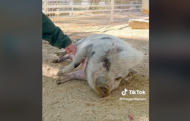 豚　ブタ　動物保護団体　元　飼い主　ユーチューバー　YouTuber　ローガンポールに関連した画像-01