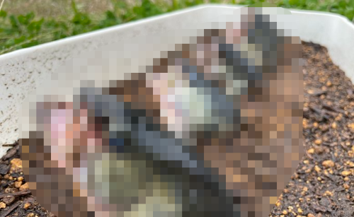 おーちゃんねる　ブラックバス　実験　釣り人　倫理観　ユーチューバーに関連した画像-01